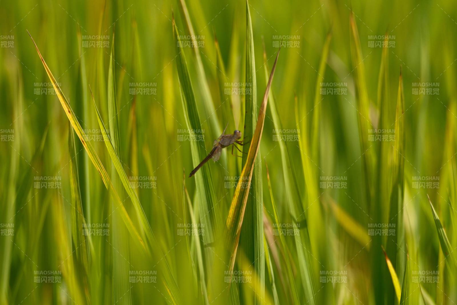 草叶上的蜻蜓图片