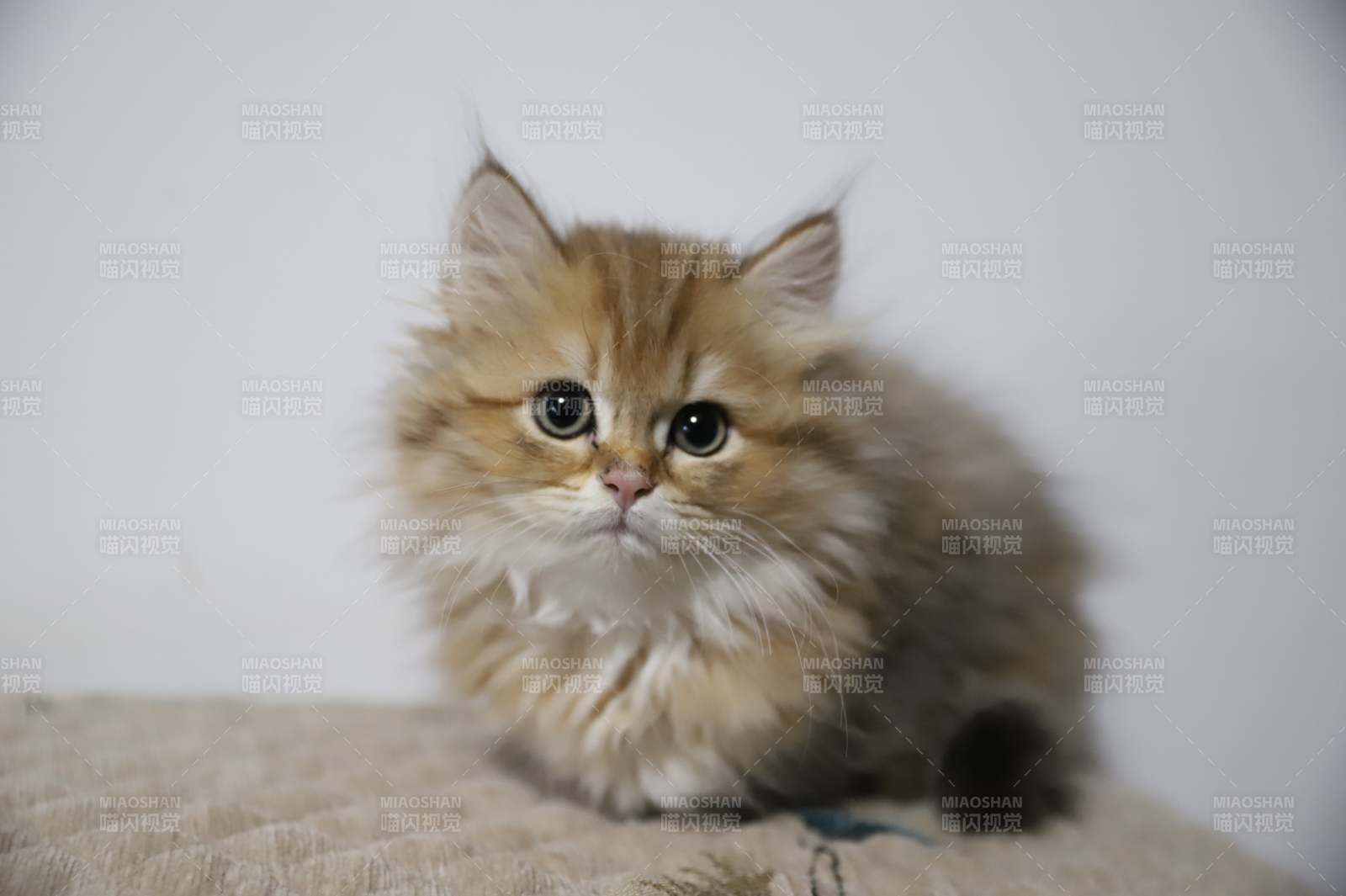 毛茸茸的小猫图片