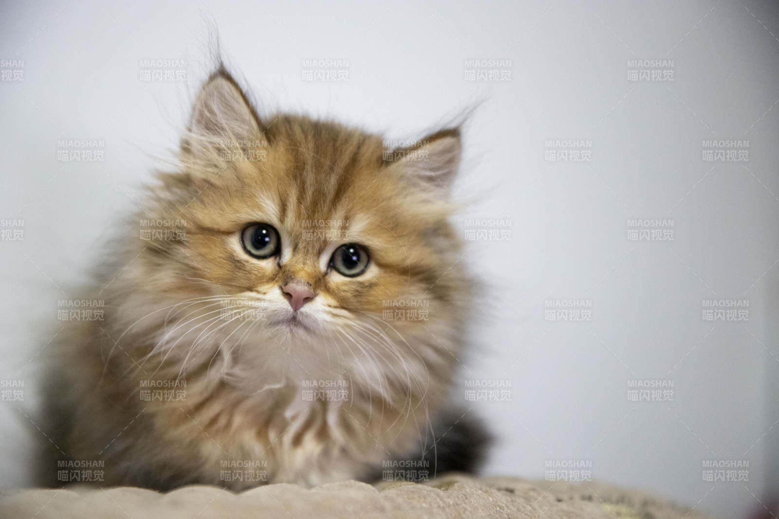 毛茸茸的小猫图片