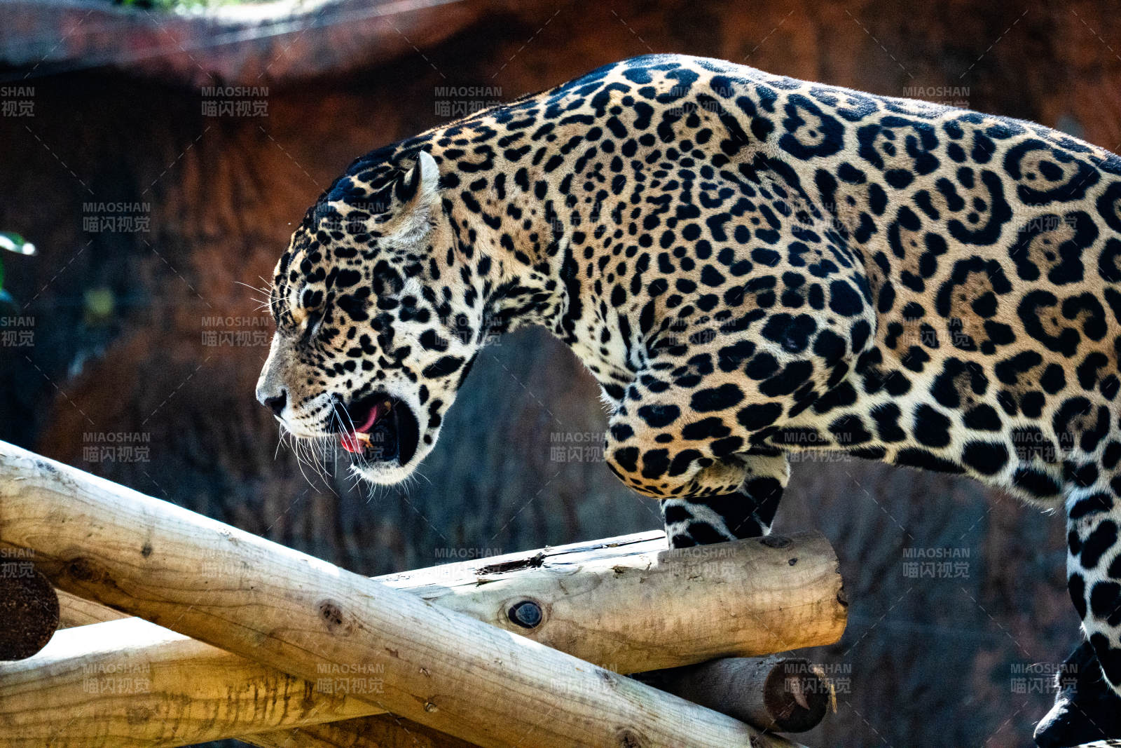 豹子跃过木栏图片