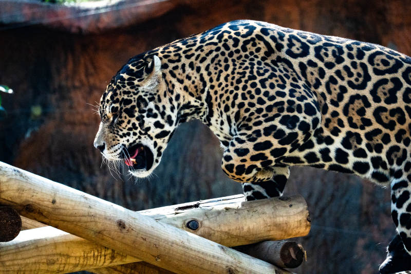 豹子跃过木栏图片