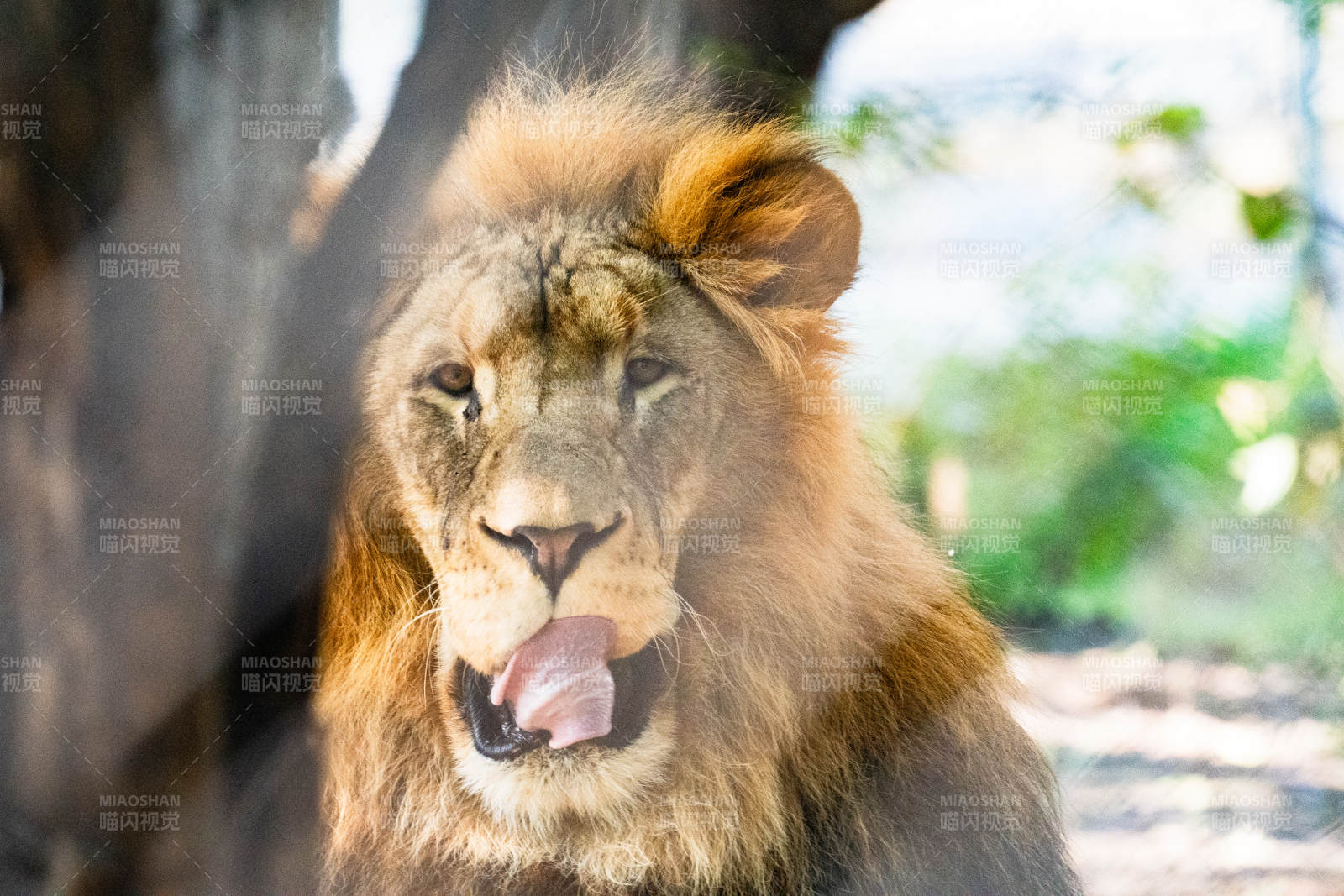 雄狮吐舌凝视图片