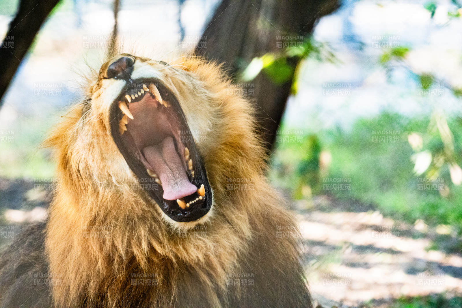雄狮怒吼图片