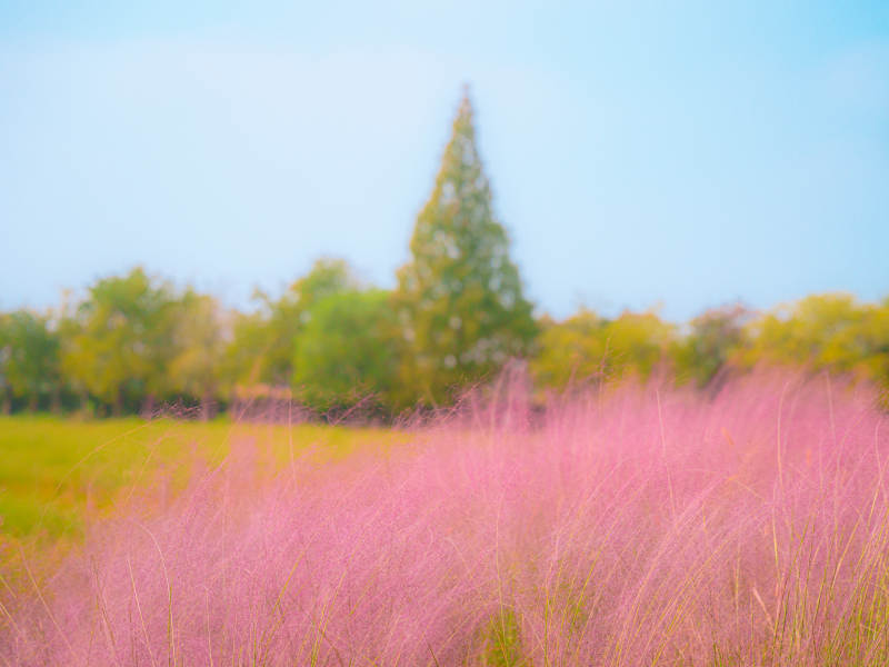 粉黛乱子草海映蓝天图片