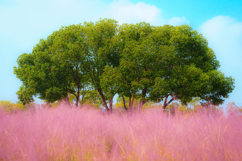 粉黛乱子草绿树映蓝天图片