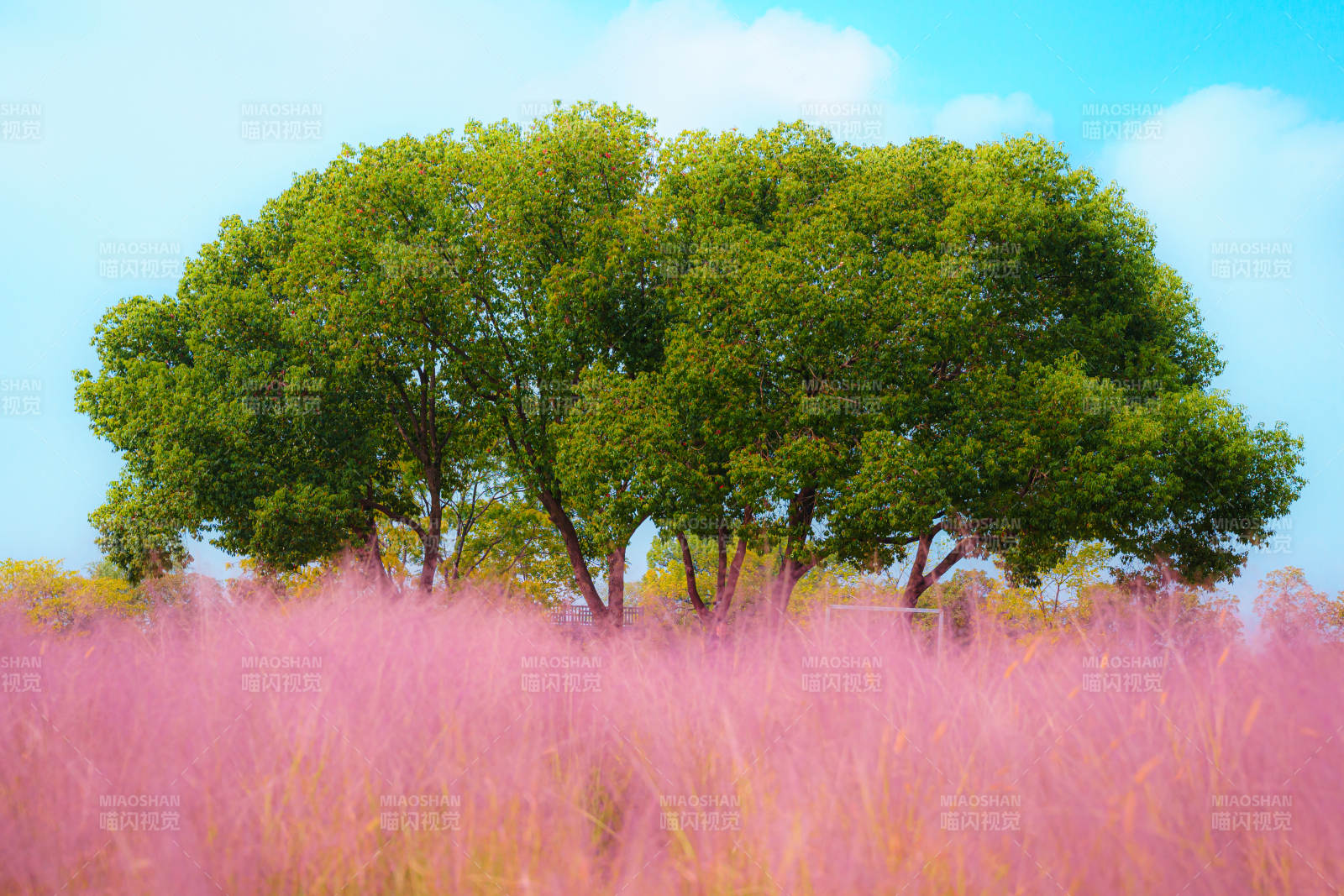 粉黛乱子草绿树映蓝天图片