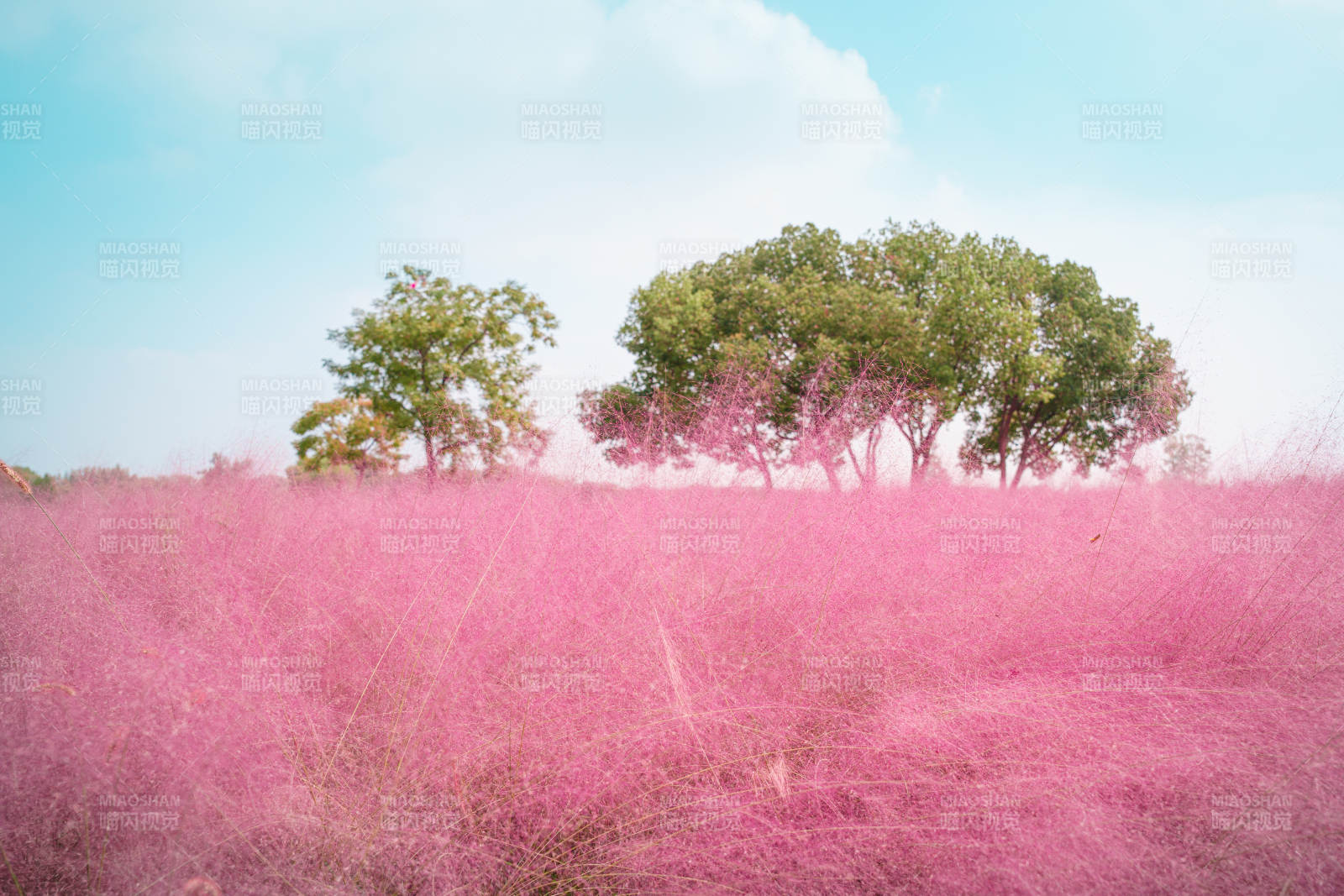 粉黛乱子草花海映蓝天图片