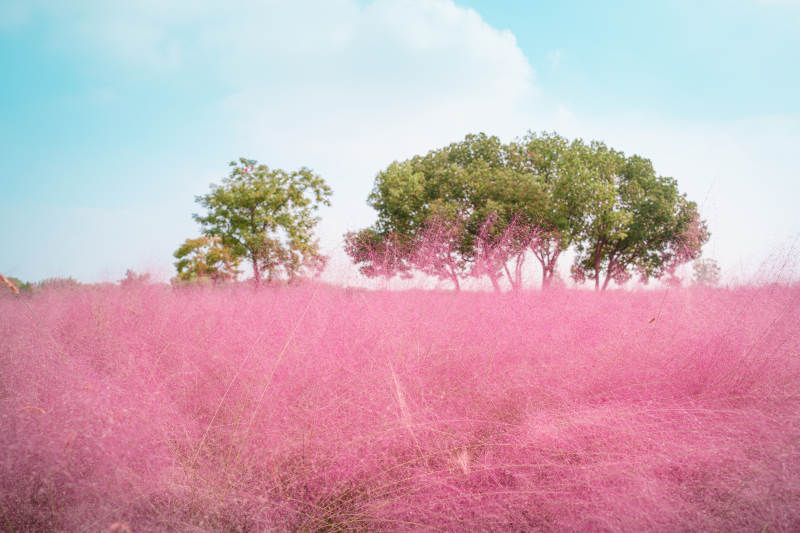 粉黛乱子草花海映蓝天图片