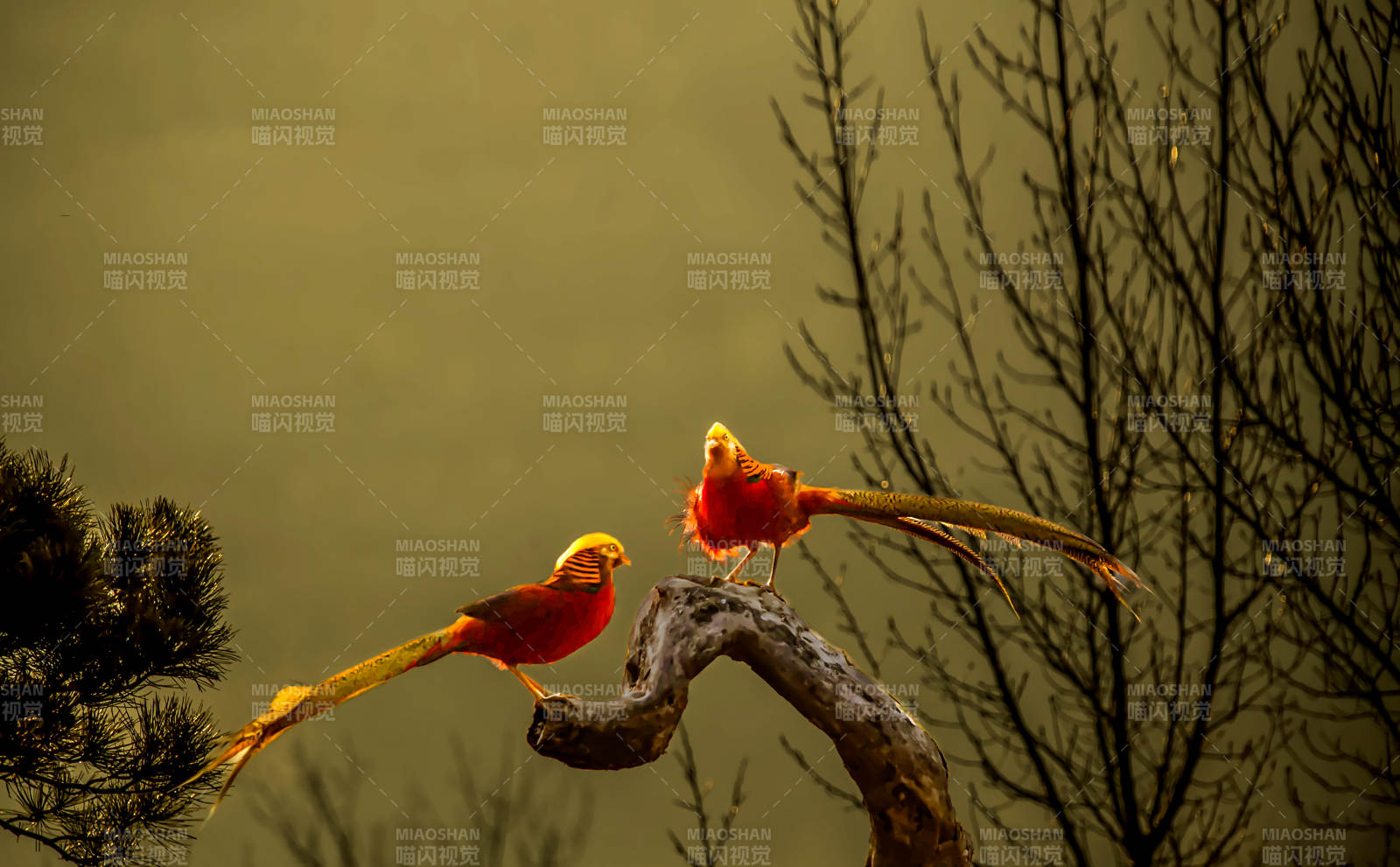 金鸡栖枝 羽翼生辉图片