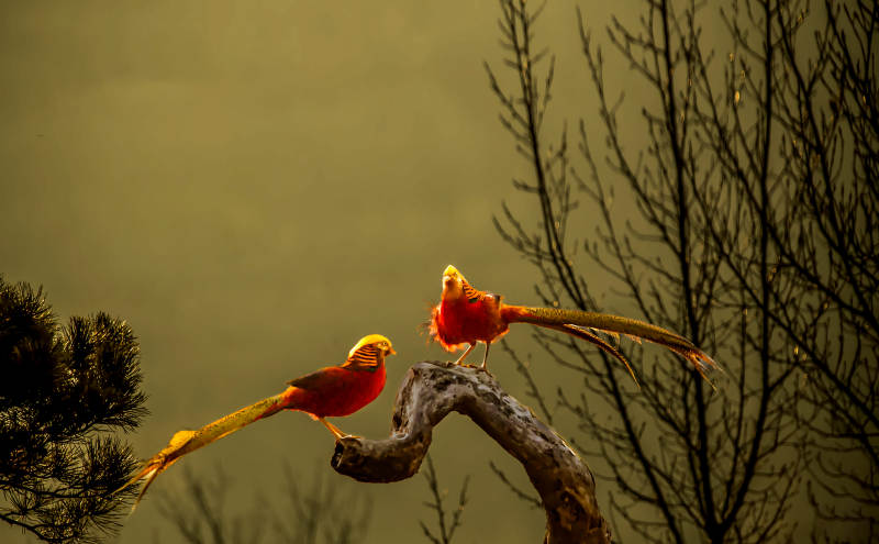 金鸡栖枝 羽翼生辉图片