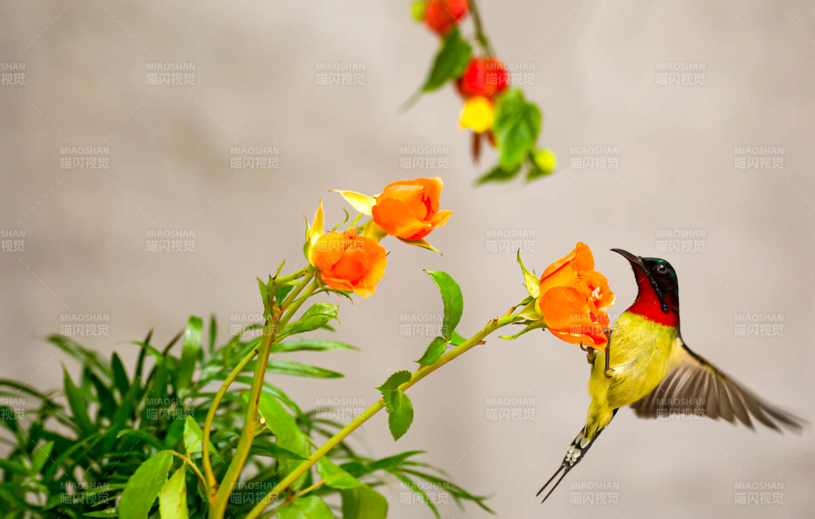 太阳鸟采蜜花间飞图片