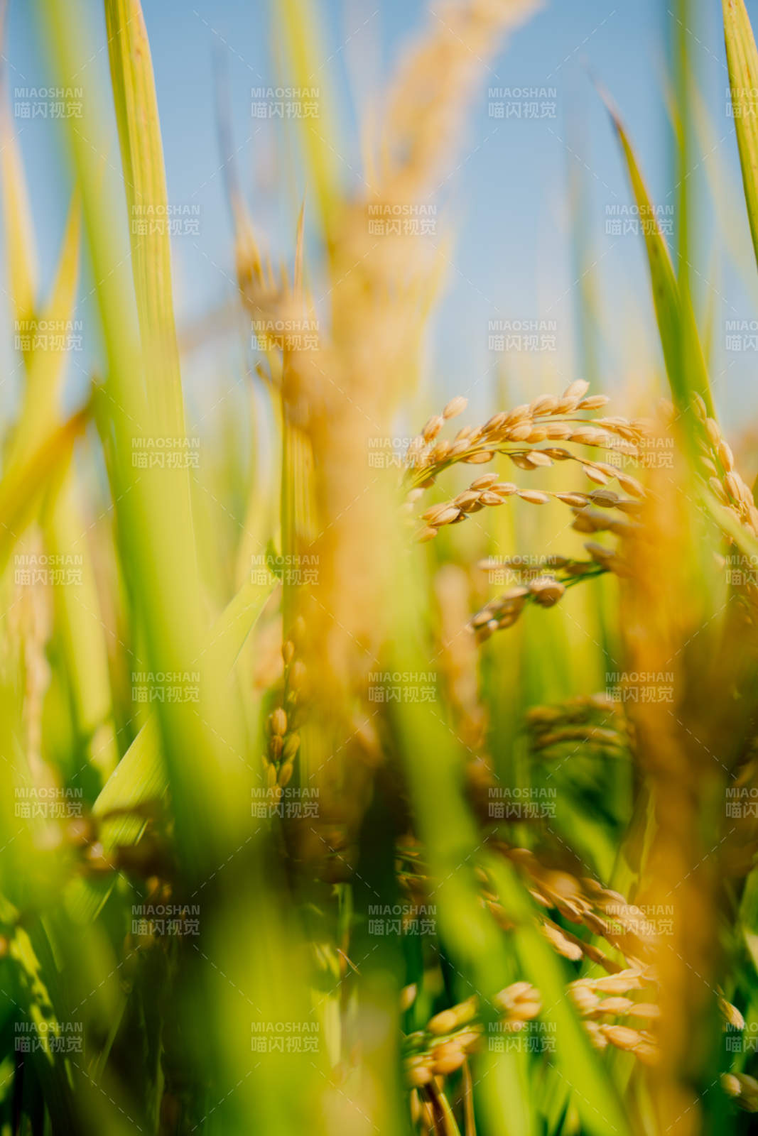 金稻摇曳迎风舞图片