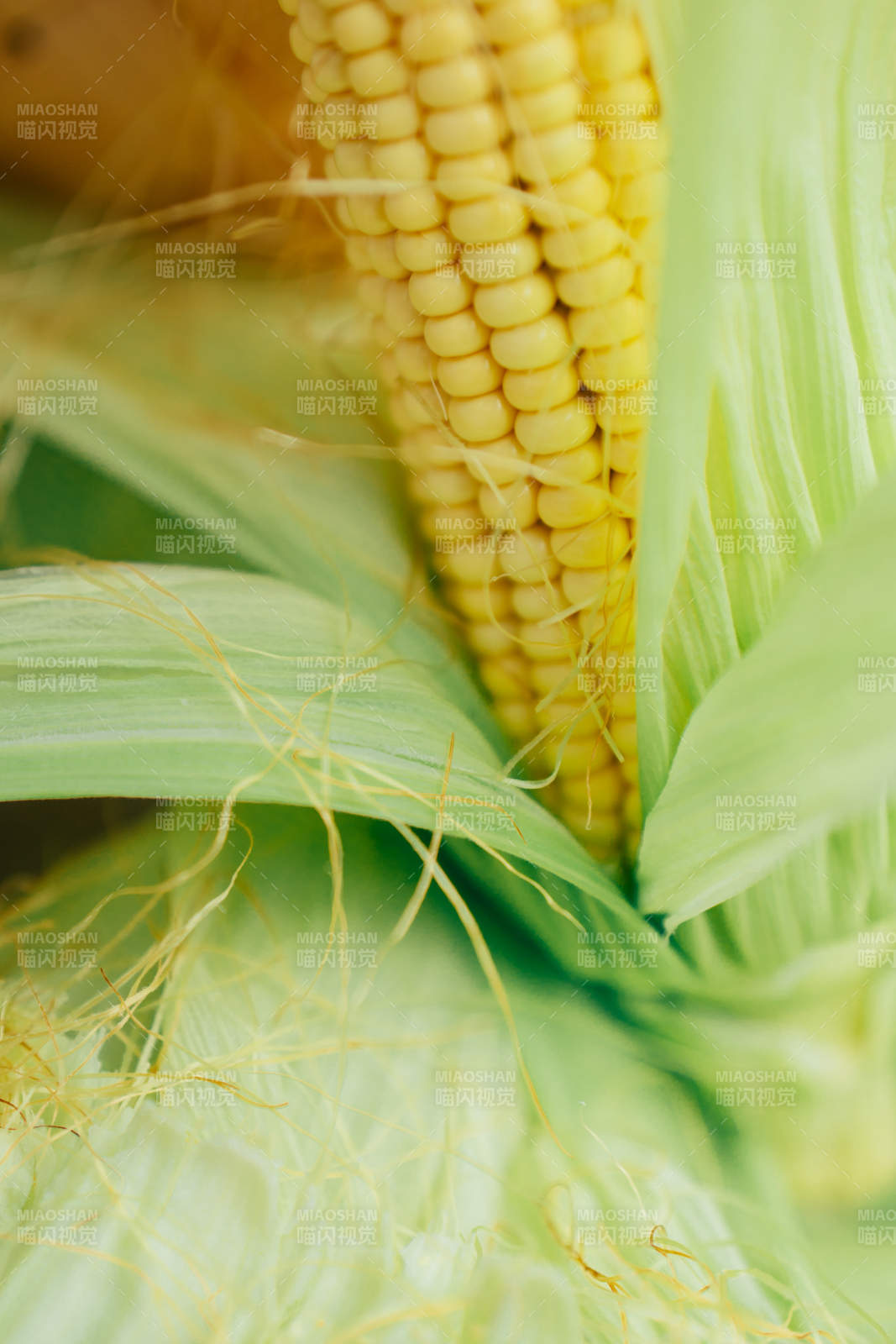 金黄玉米特写图片