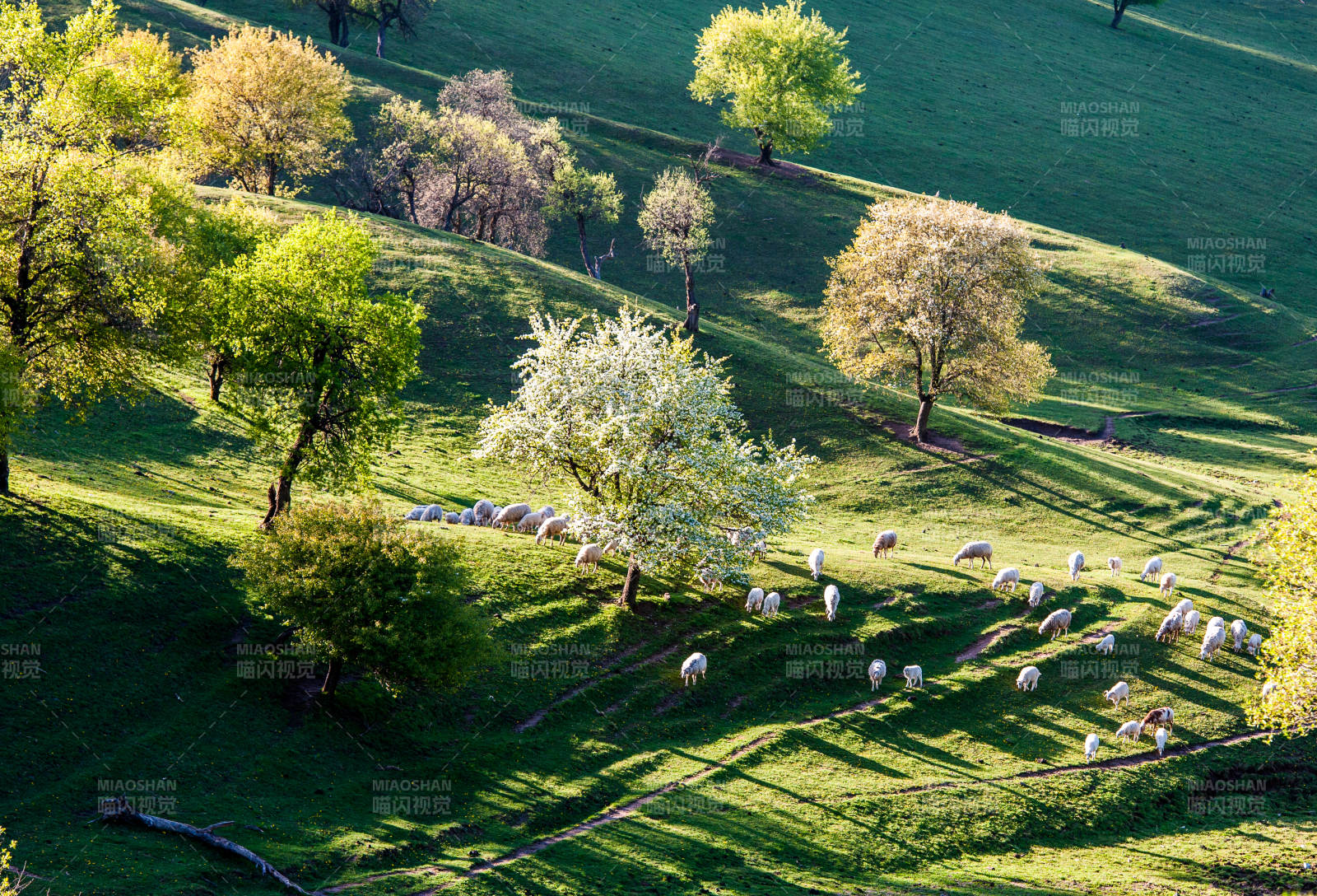 高清春日牧羊图图片
