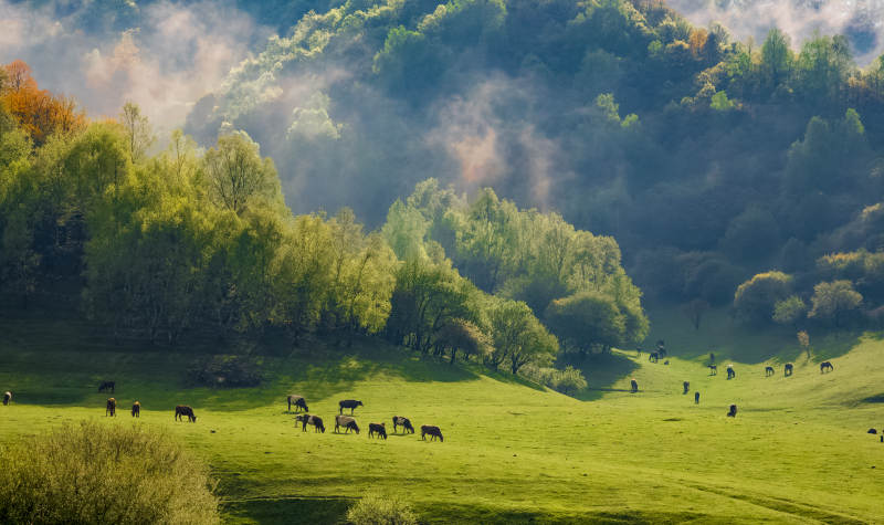 晨光中的绿野牧歌图片