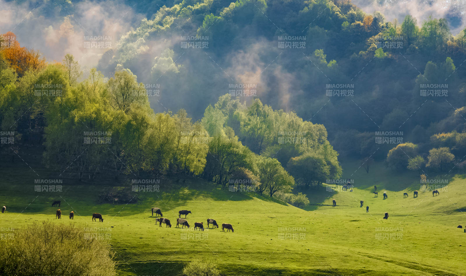 晨光中的绿野牧歌图片