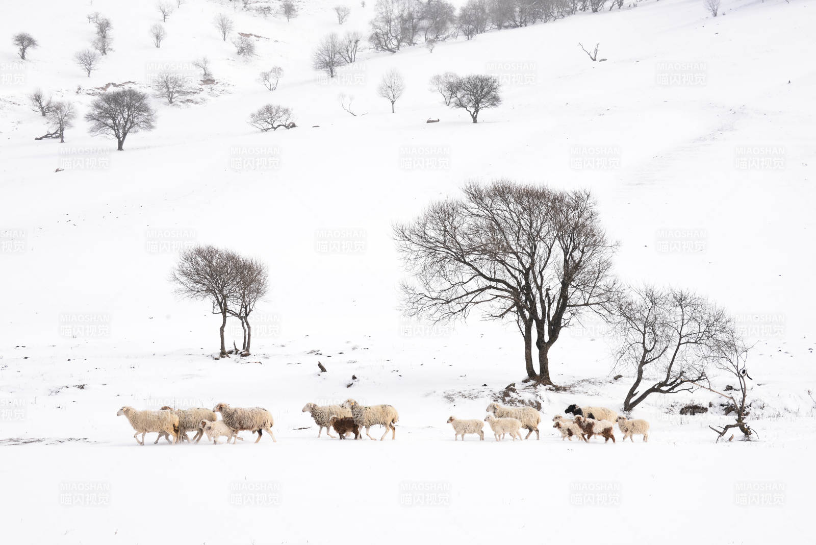 雪原牧羊图图片