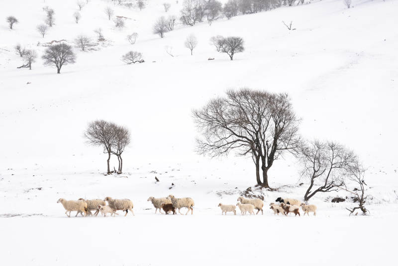 雪原牧羊图图片