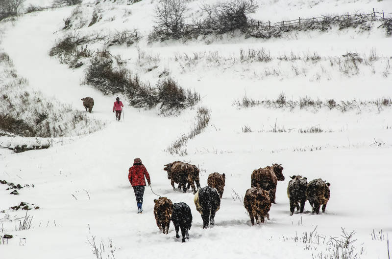 雪原牧牛图图片