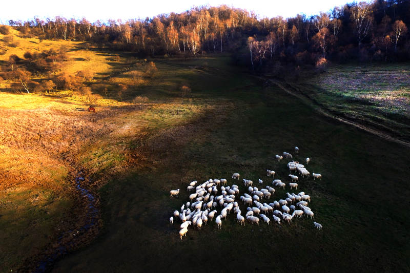 秋日牧羊图图片