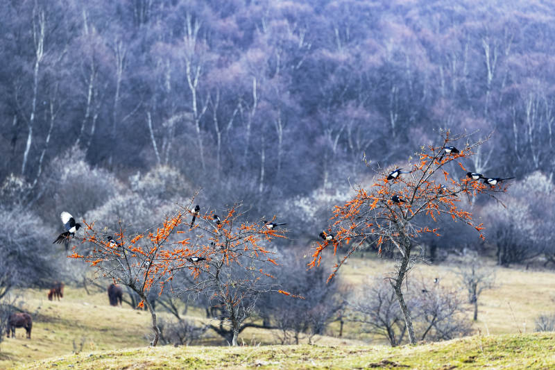 冬日林间飞鸟图图片