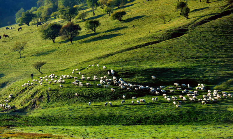 草原绿野牧羊图图片