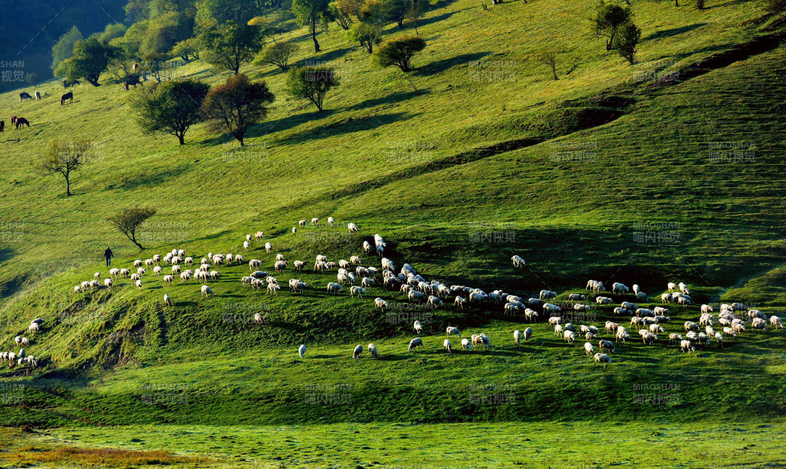 草原绿野牧羊图图片