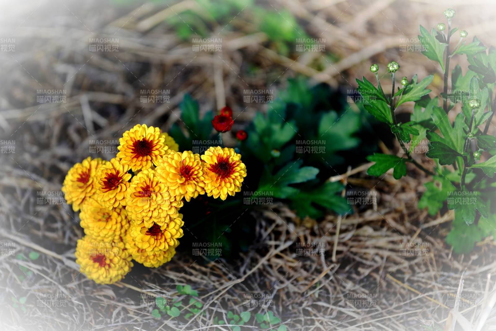 金盏花绽放于野地图片