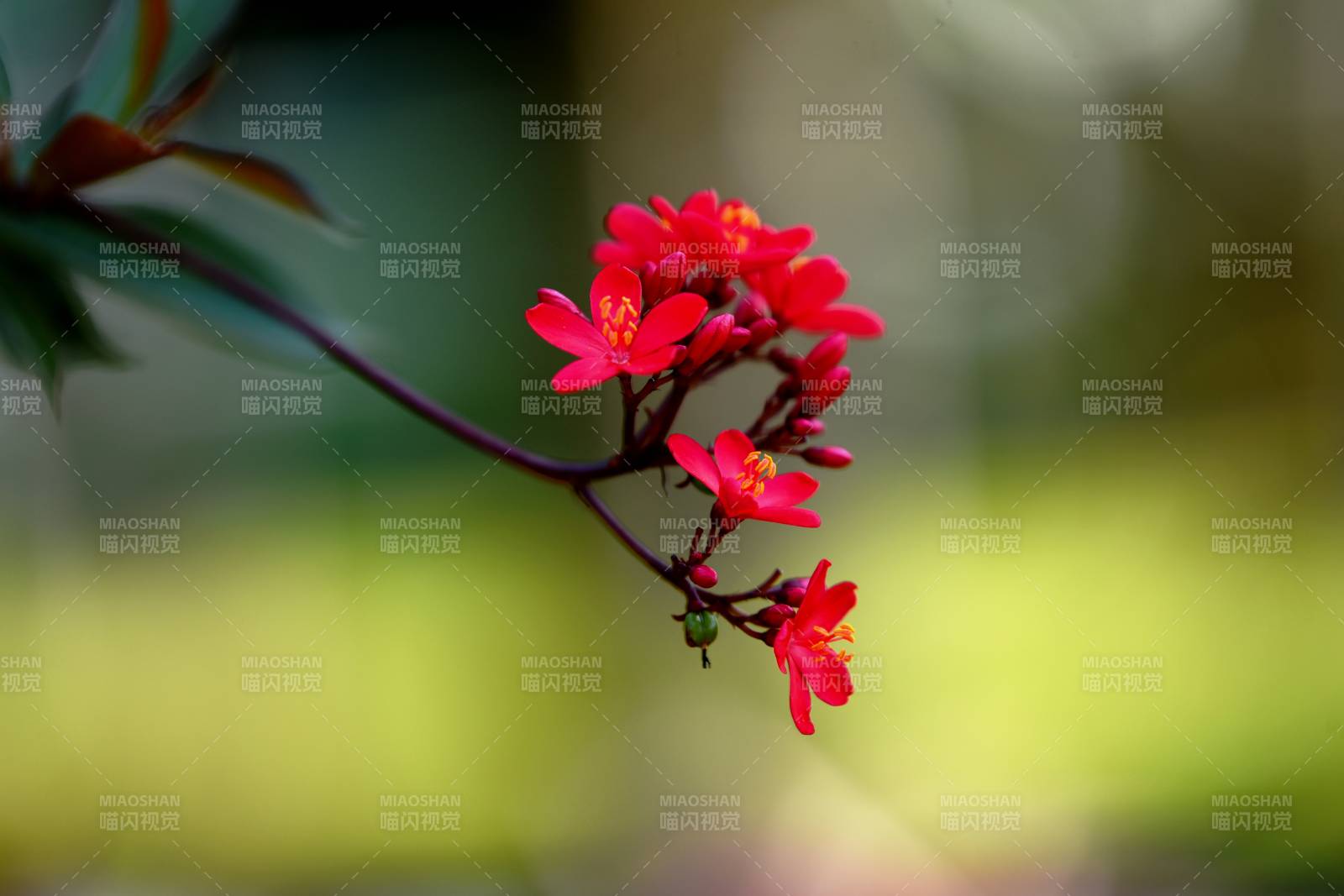 红花绽放枝头图片