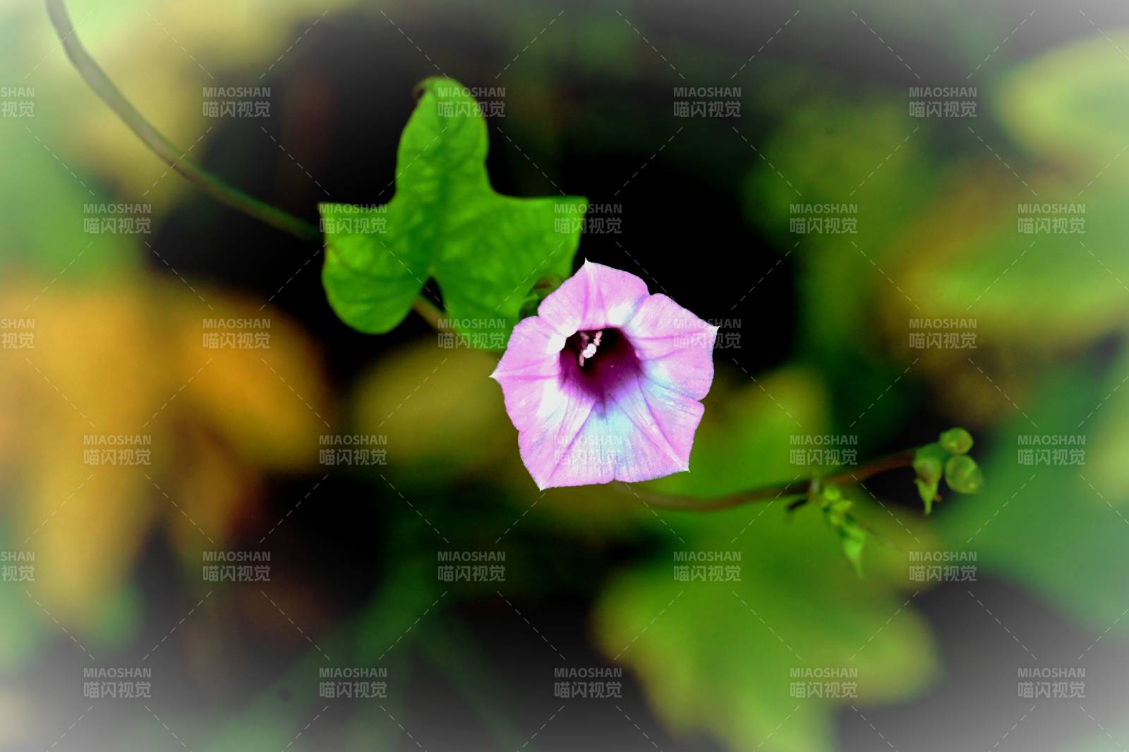 粉花绿叶映自然图片