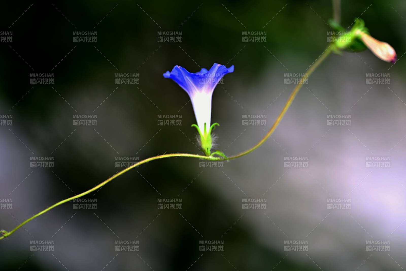 蓝花藤蔓绽放图片