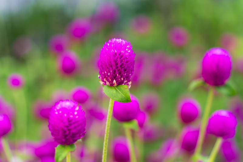 千日红绽放 生机盎然图片
