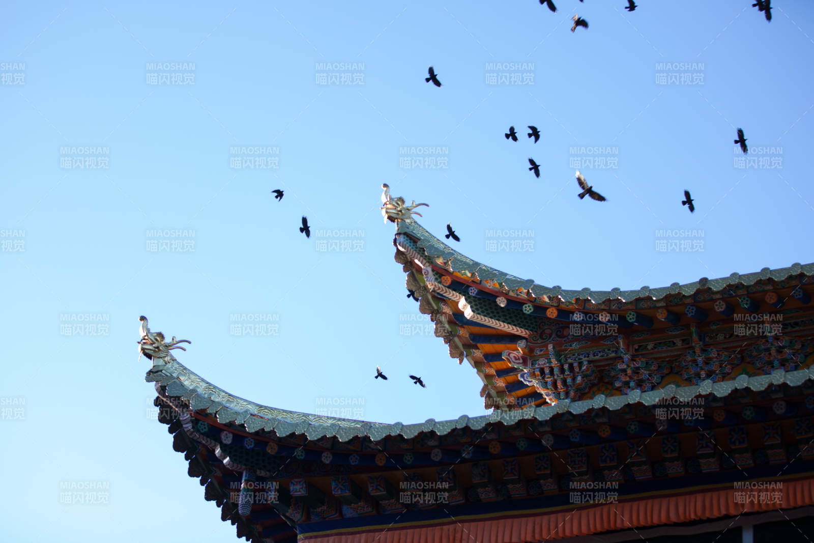 飞鸟掠过古檐图片