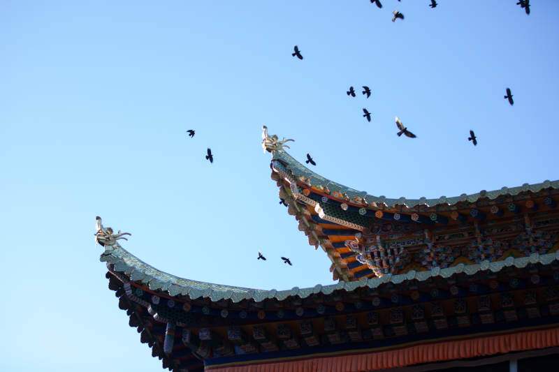 飞鸟掠过古檐图片