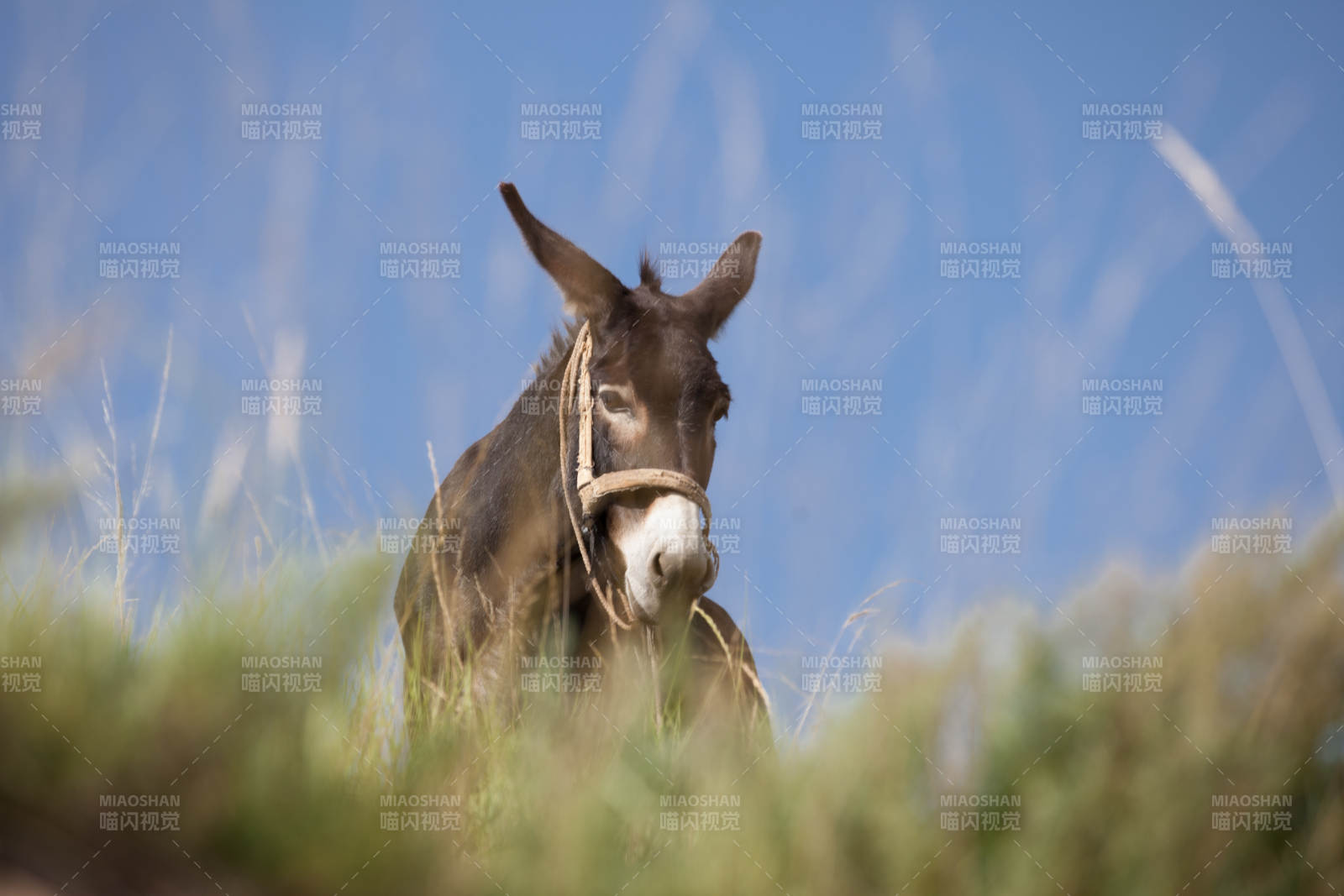 草丛中的驴子图片