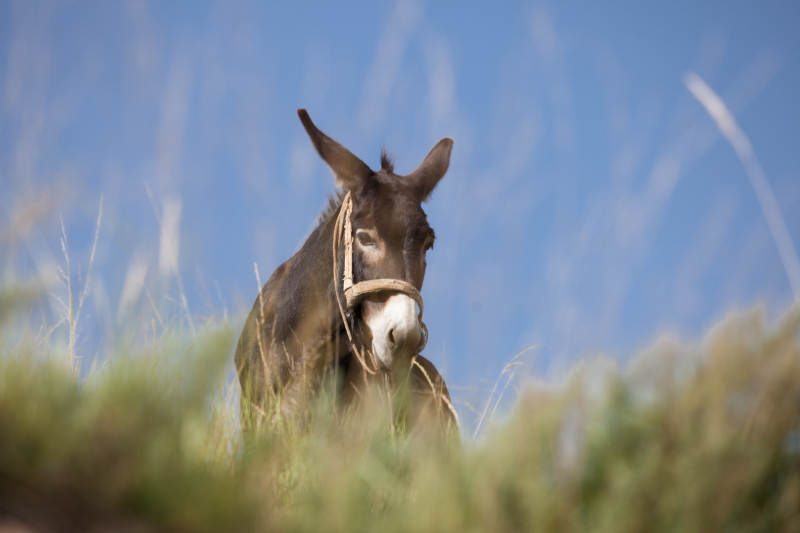 草丛中的驴子图片