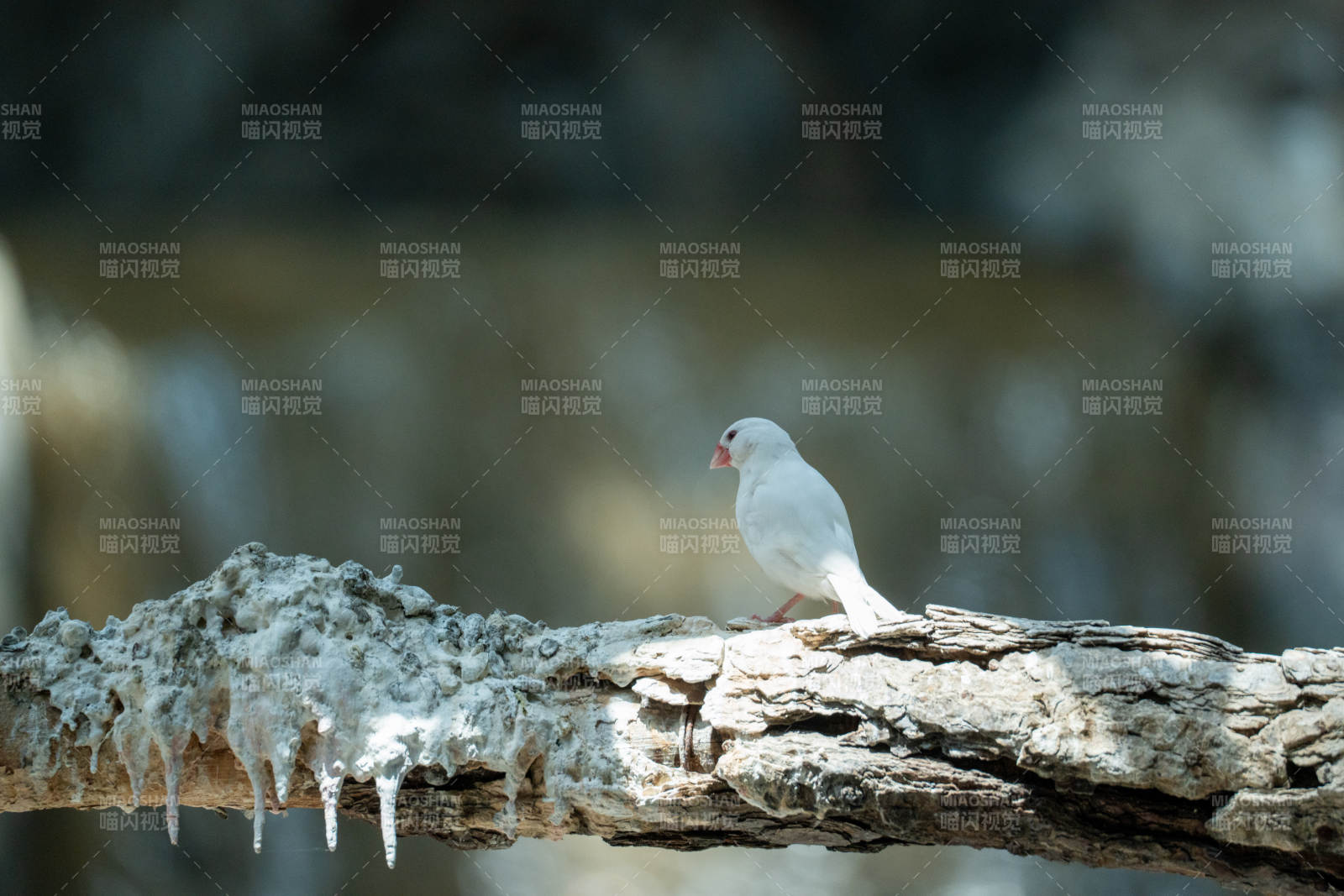 白鸽栖枝头图片
