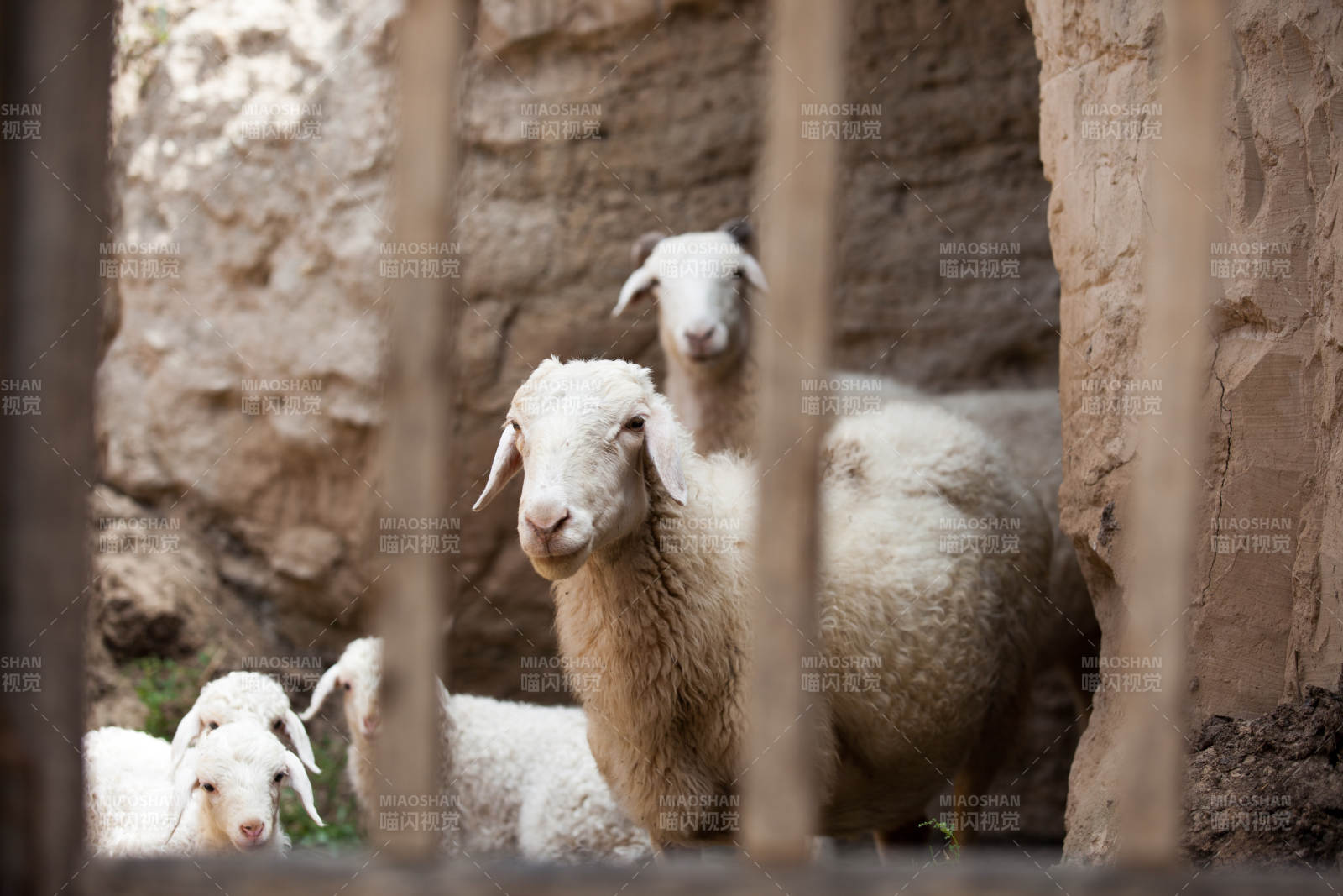 羊群探头望栏外图片