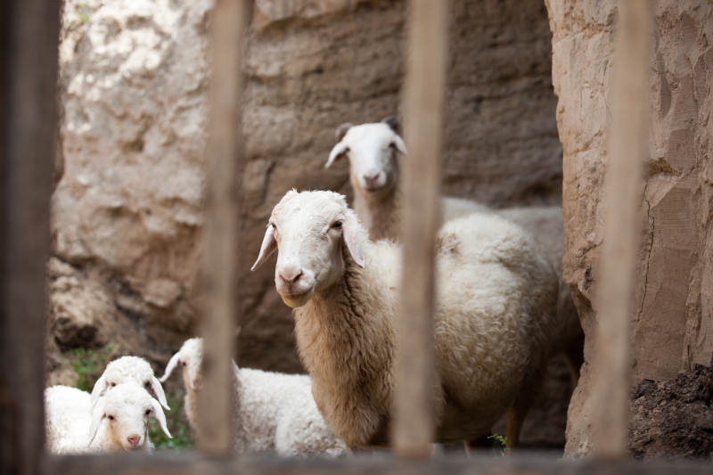 羊群探头望栏外图片