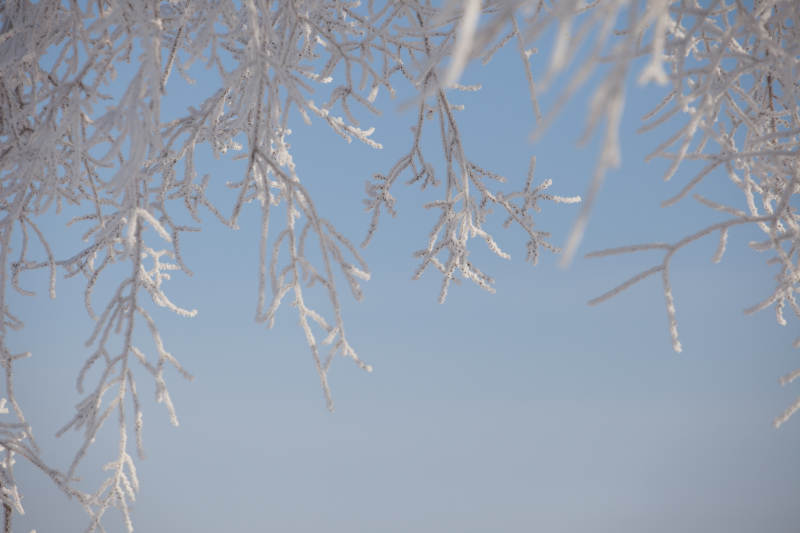 霜枝映蓝天图片