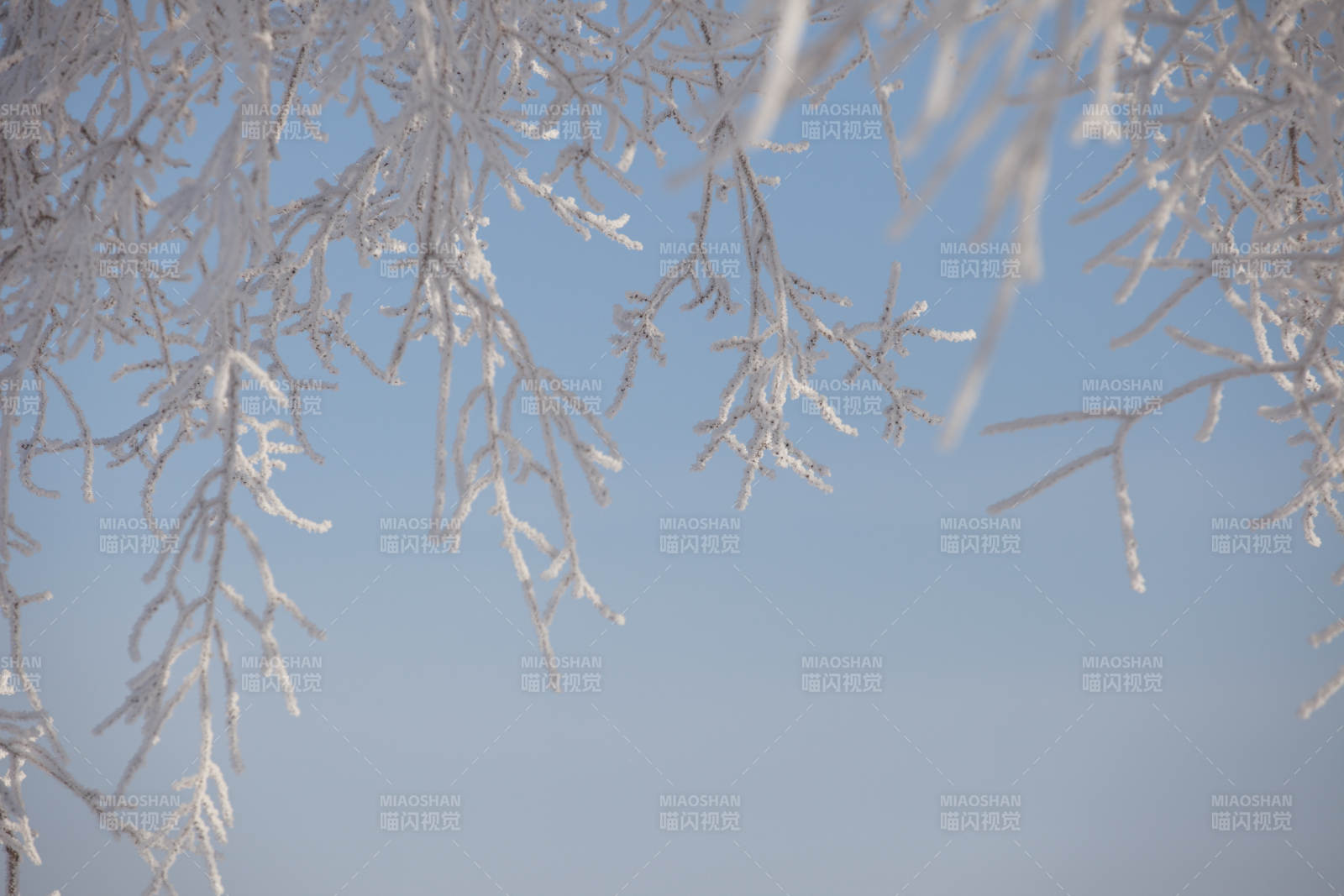 霜枝映蓝天图片