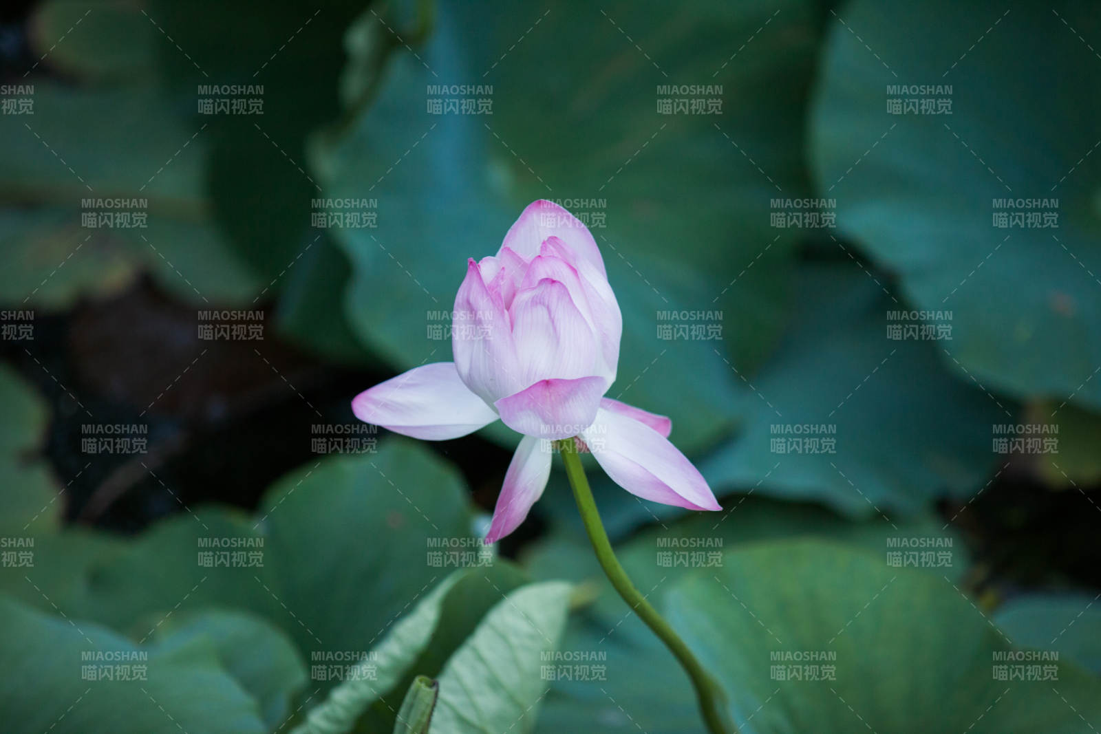 粉莲静绽绿叶间图片