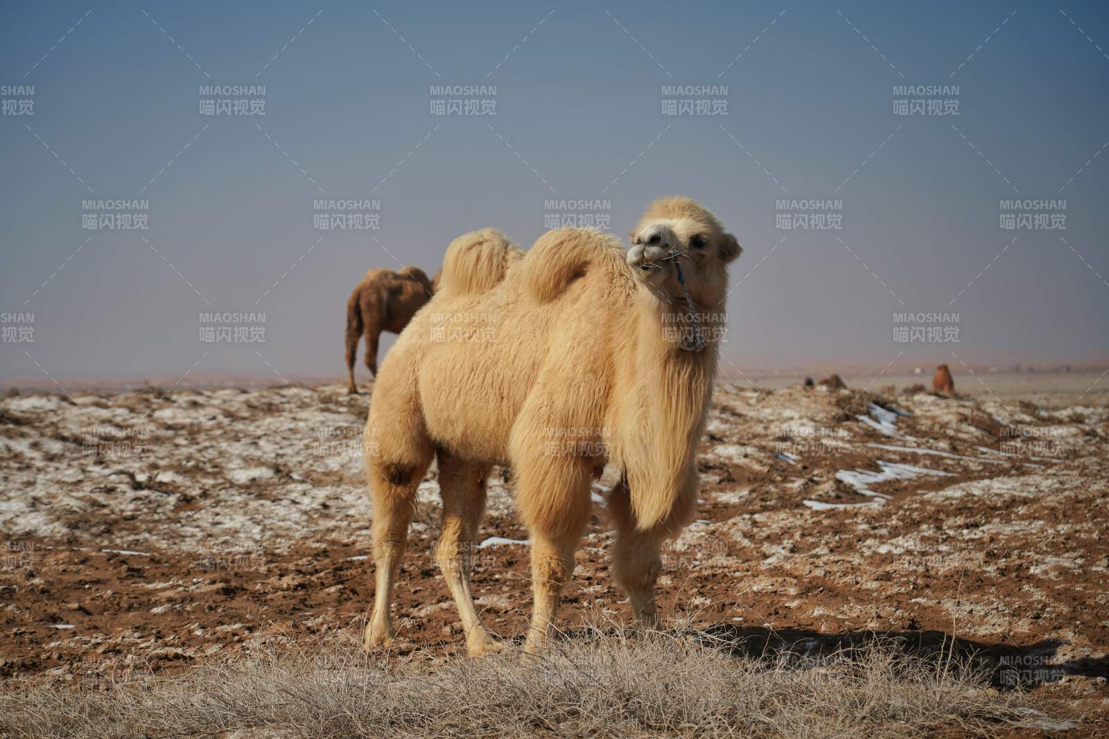 沙漠中的骆驼图片