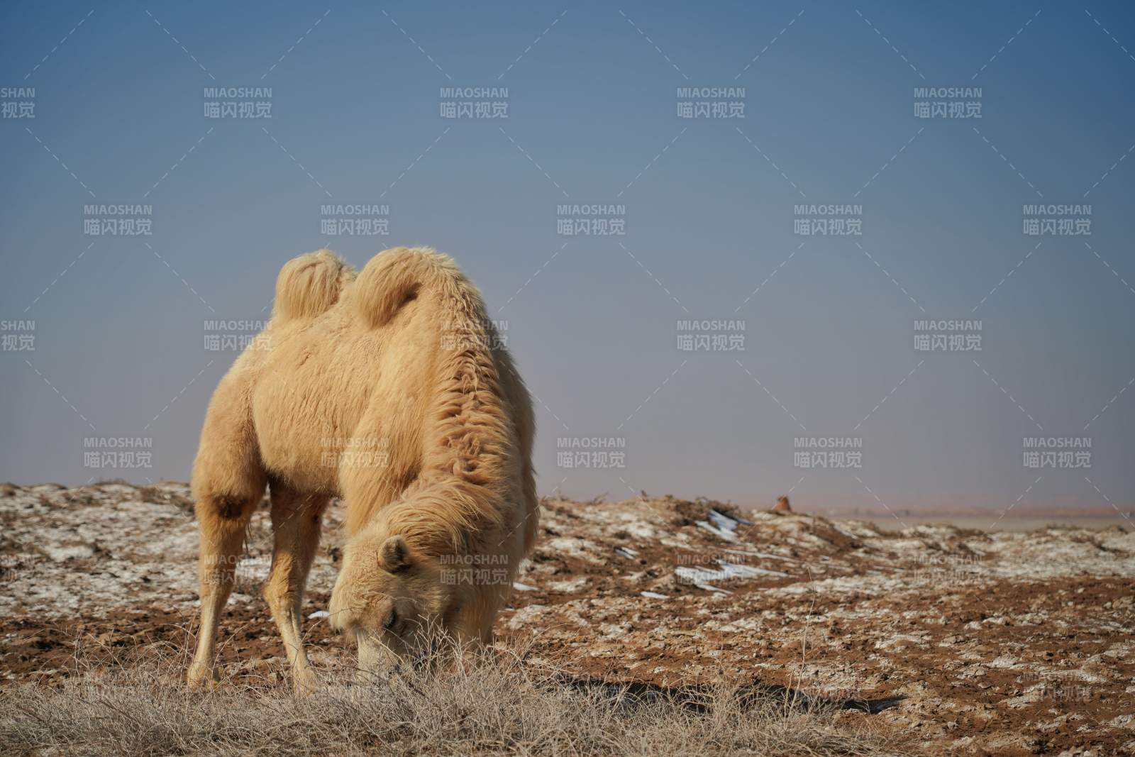 骆驼在荒漠中觅食图片