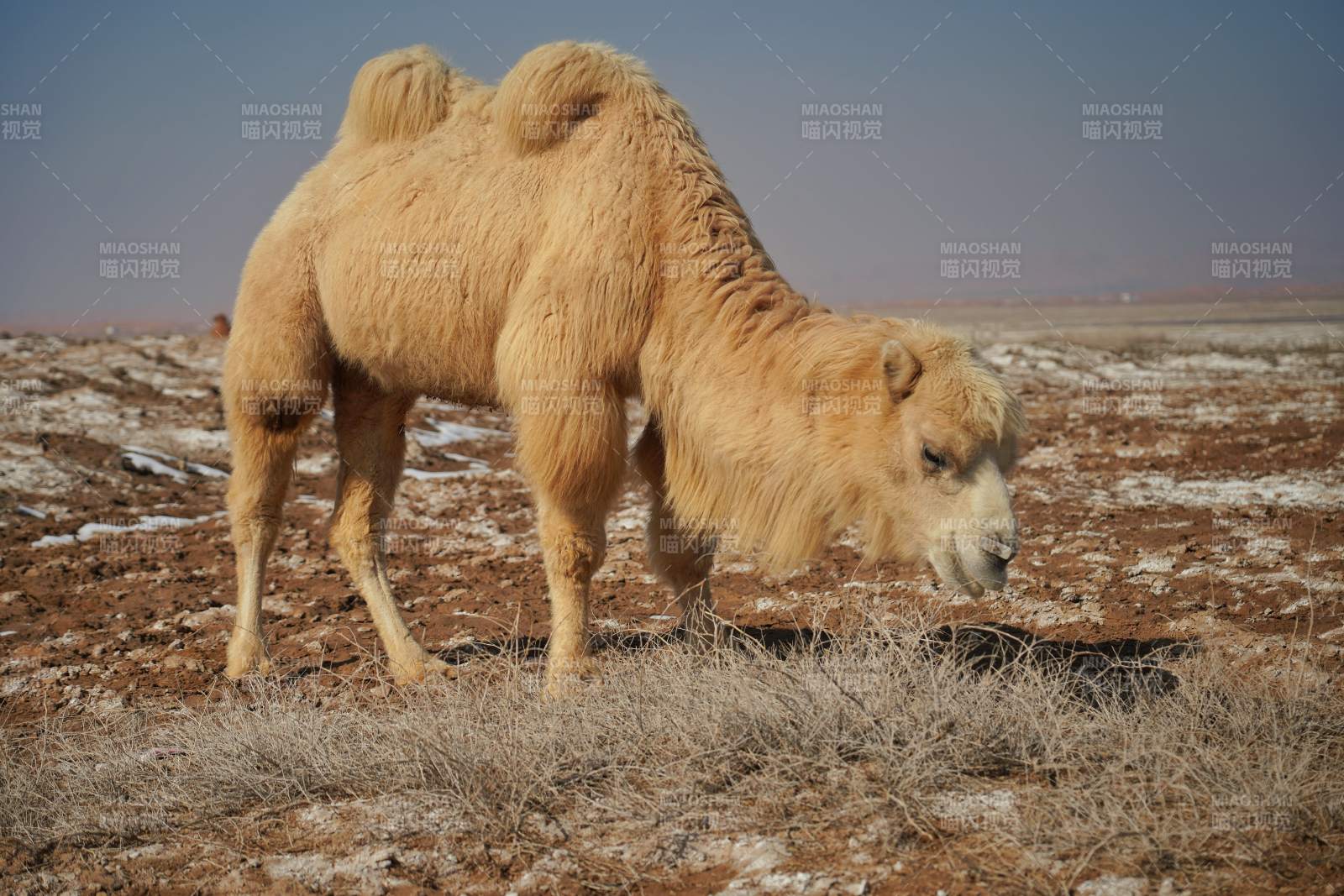 双峰驼在荒漠中觅食图片