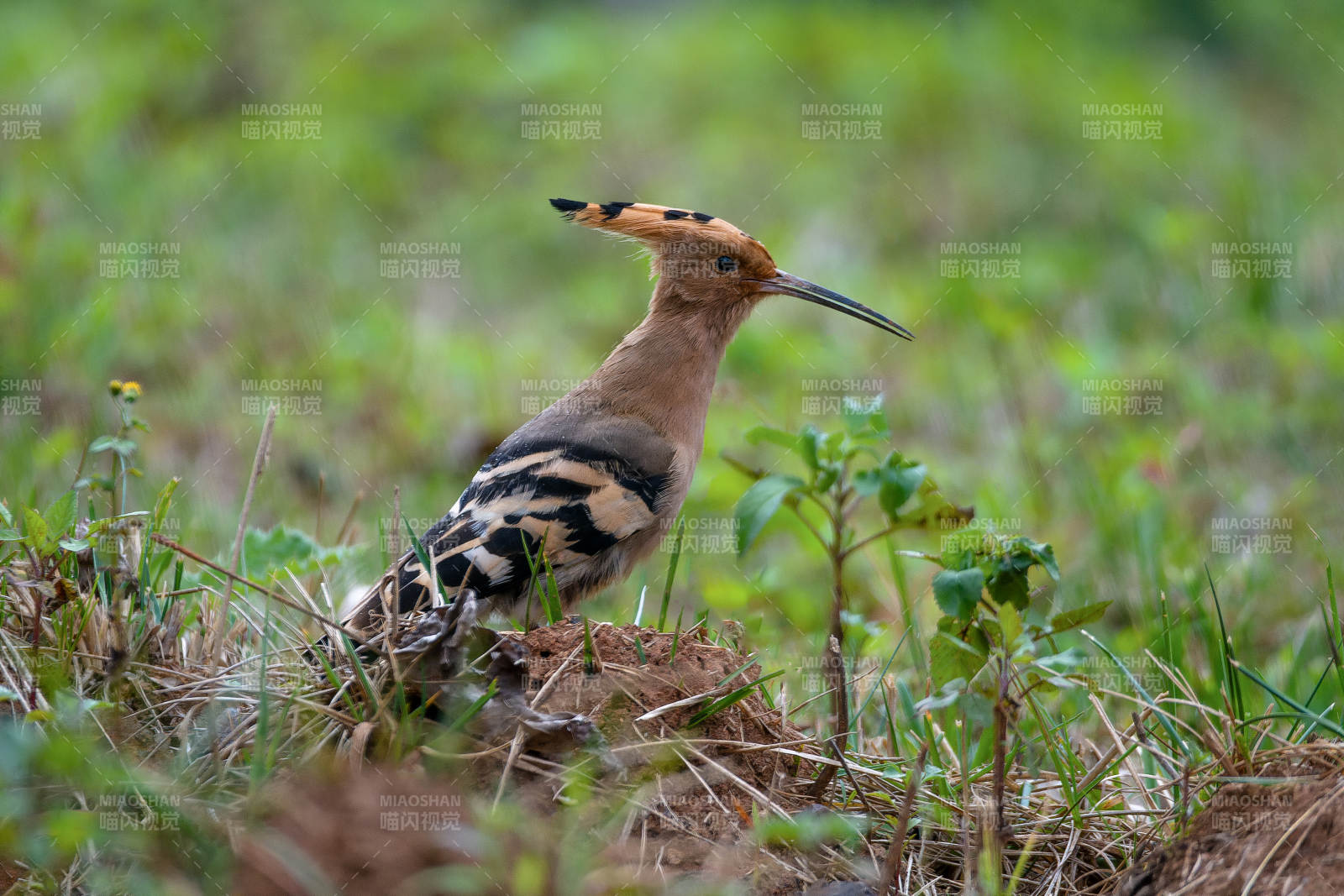 戴胜鸟栖息草丛图片