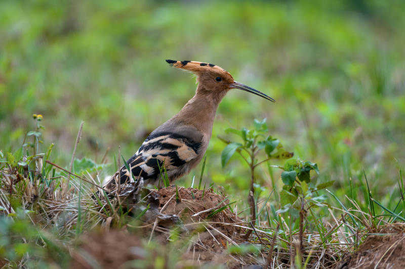 戴胜鸟栖息草丛图片