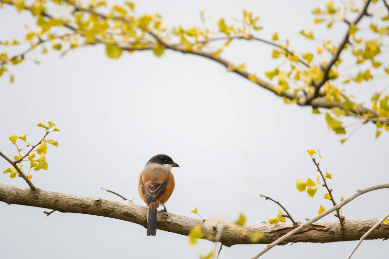 春枝上的伯劳图片