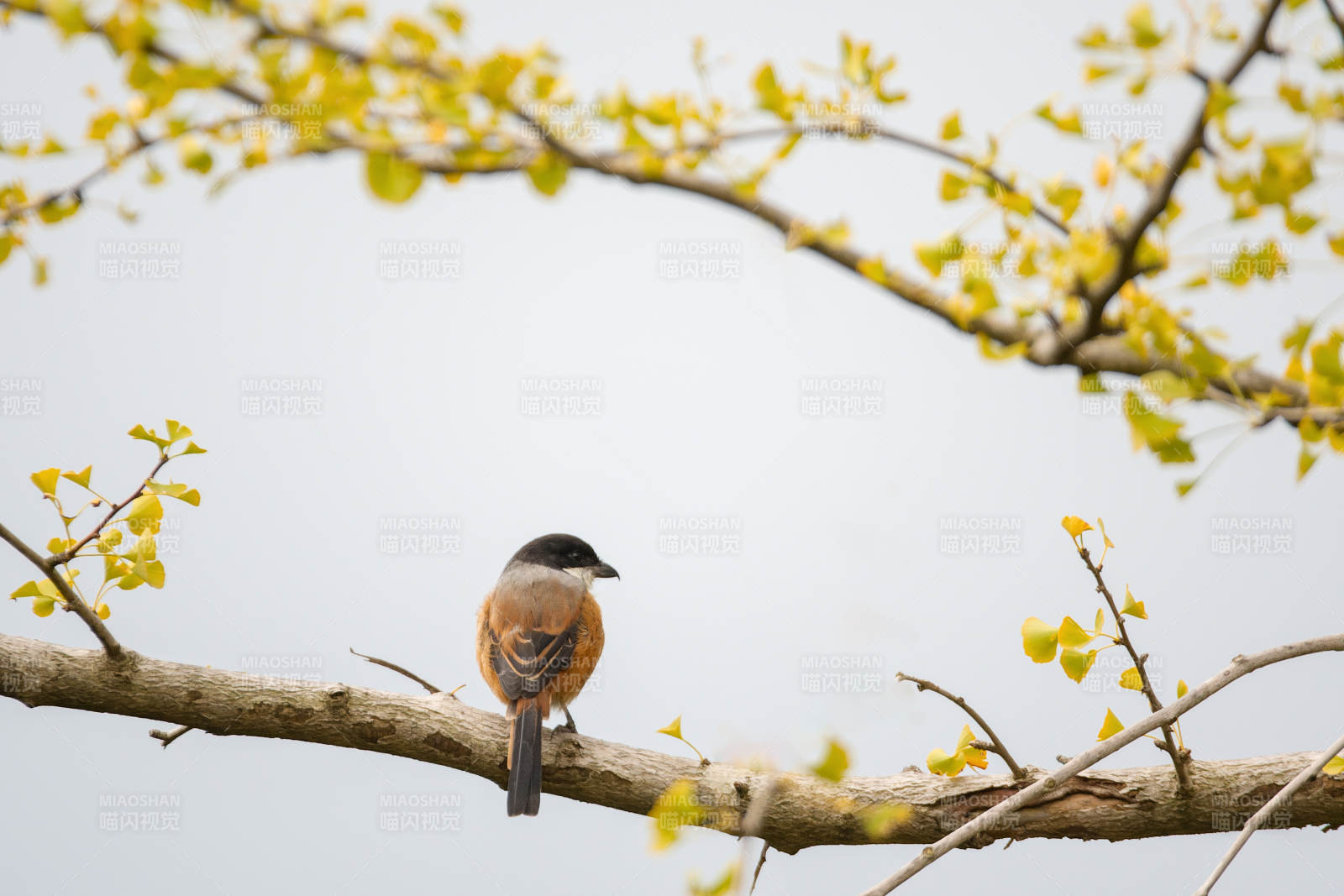 春枝上的伯劳图片