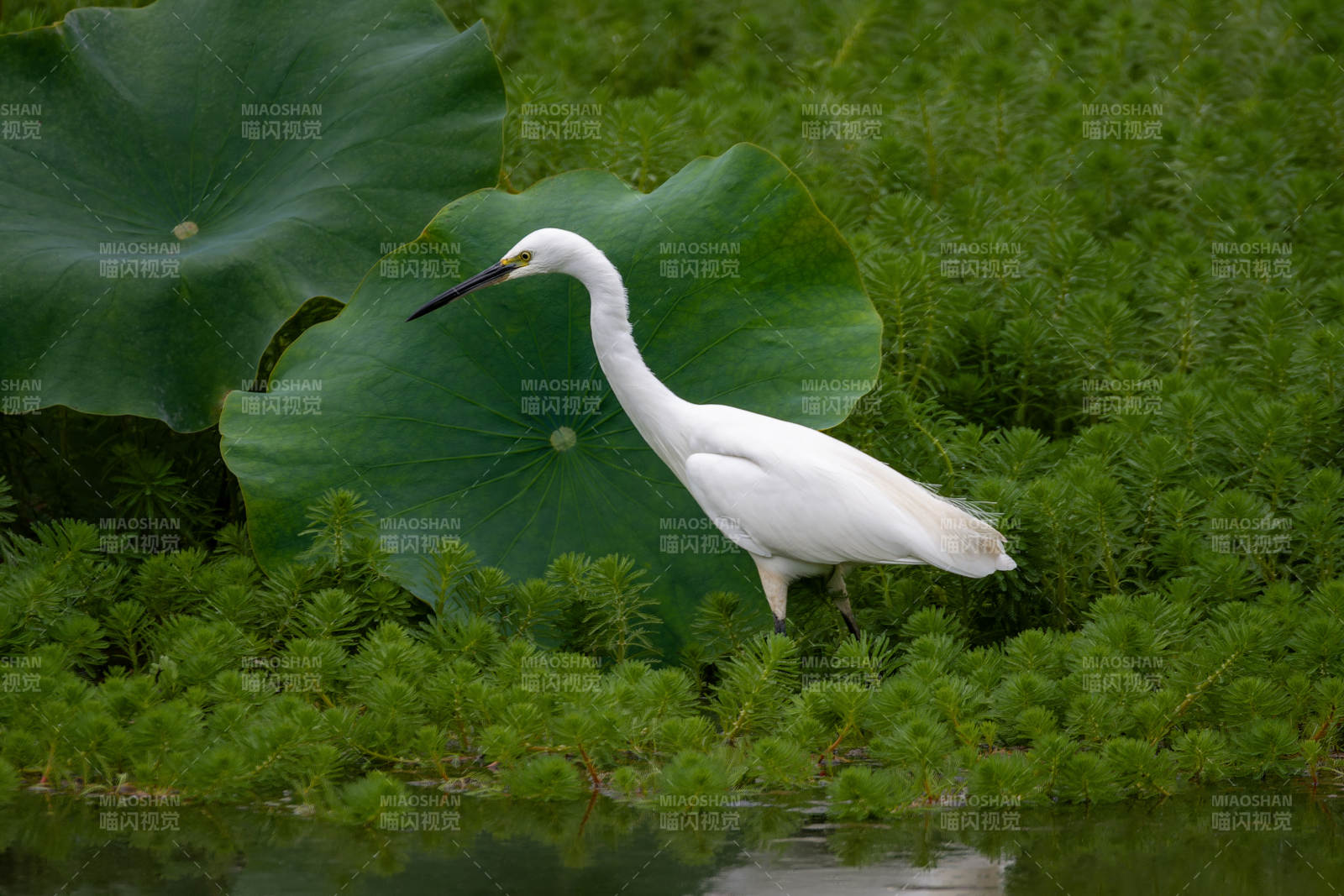 白鹭栖息荷叶间图片